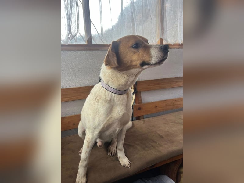 Sony ❤️ Familienhund mit großem Herzen