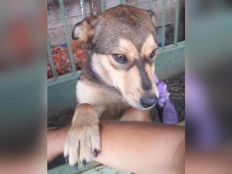 freundliche, liebevolle Mix-Hundedame Lizzy