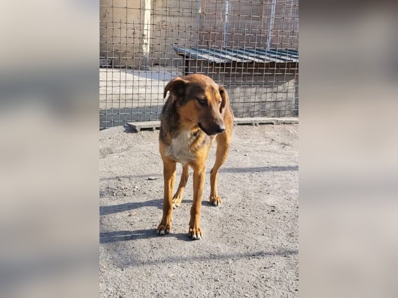 HUGO❤️wer zeigt diesem liebenswerten Charmeur, wie sich Zuhause anfühlt?