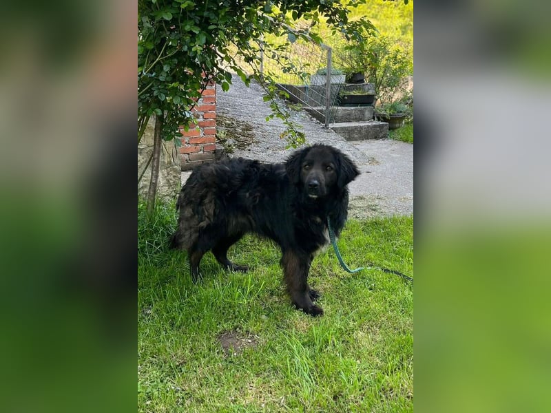 BIMBO❤️freundlicher, ruhiger Fellschnuffel - liebt einfach alles und jeden um sich herum