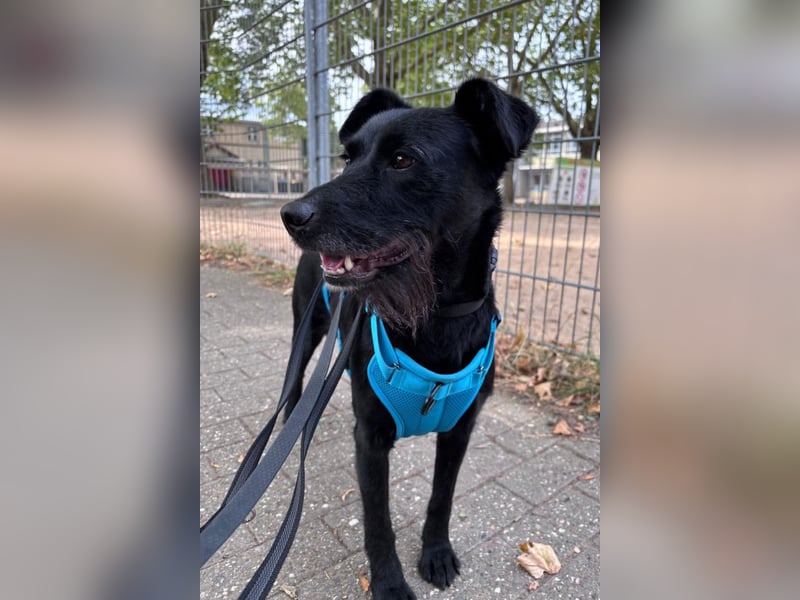 Ebony ❤️ wartet in 51469 Bergisch Gladbach auf dich