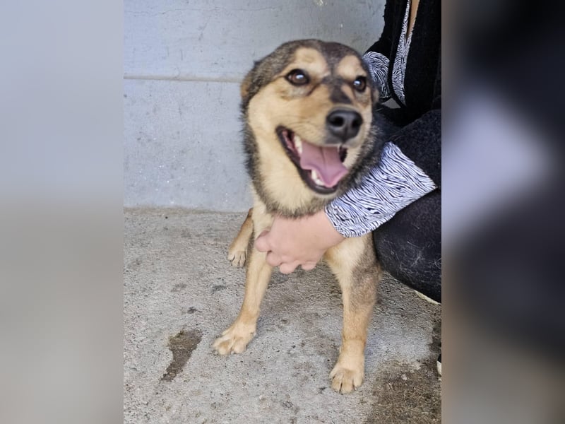 freundliche, liebevolle Mix-Hundedame Lizzy