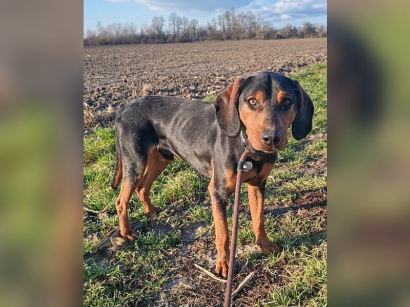 Lieber & menschenbezogener Jimmy ❤️ sucht sein neues Zuhause