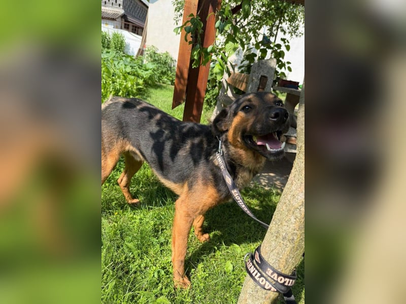 Katzenfreund Oskar - sanfter verschmuster Rüde