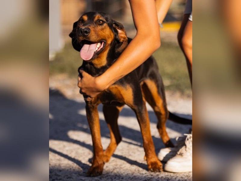 Ruhiger Jimmy ❤️ sucht liebesvolles Zuhause