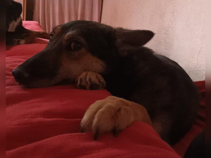 Fibi ❤️ sanfte Fellnase mit Charakter!