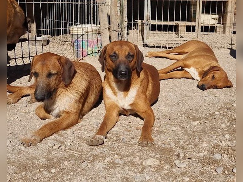 Sanfter ♥ Oscar ♥ wartet schon in 74749 Rosenberg