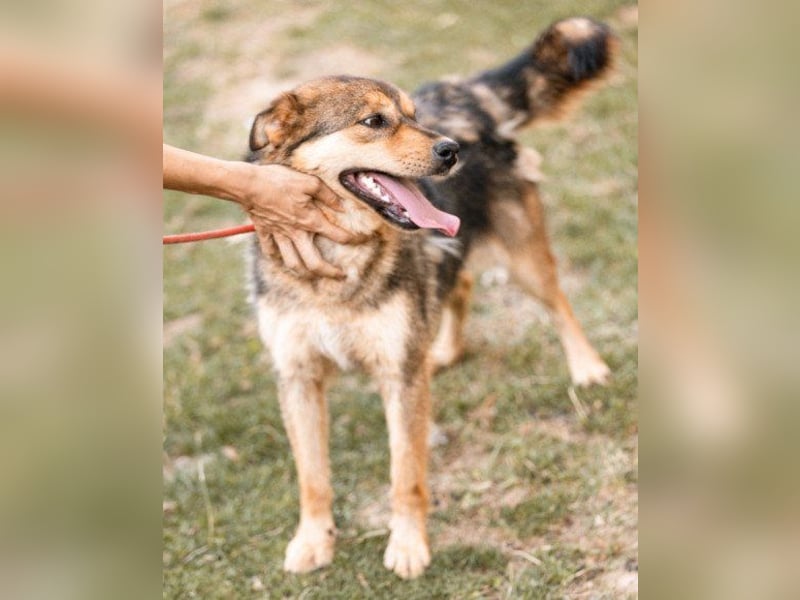 freundliche, liebevolle Mix-Hundedame Lizzy