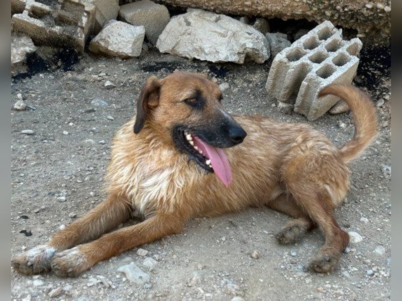 Sanfter ♥ Oscar ♥ wartet schon in 74749 Rosenberg