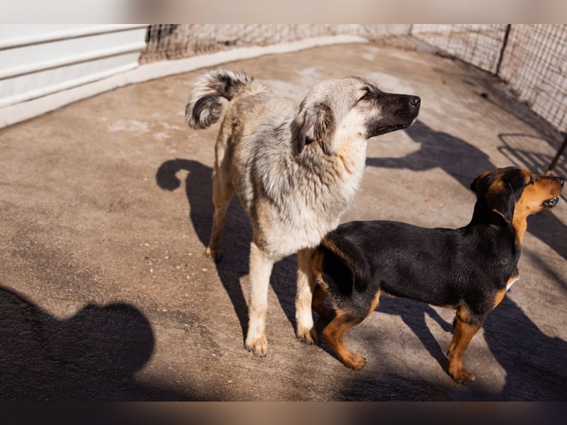Suki ❤️ Süßes + liebes Hundemädchen!