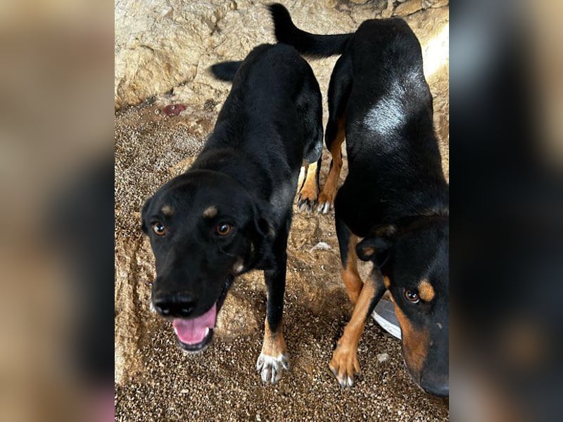 Percy ❤️ aufgeschlossen & verkuschelt!