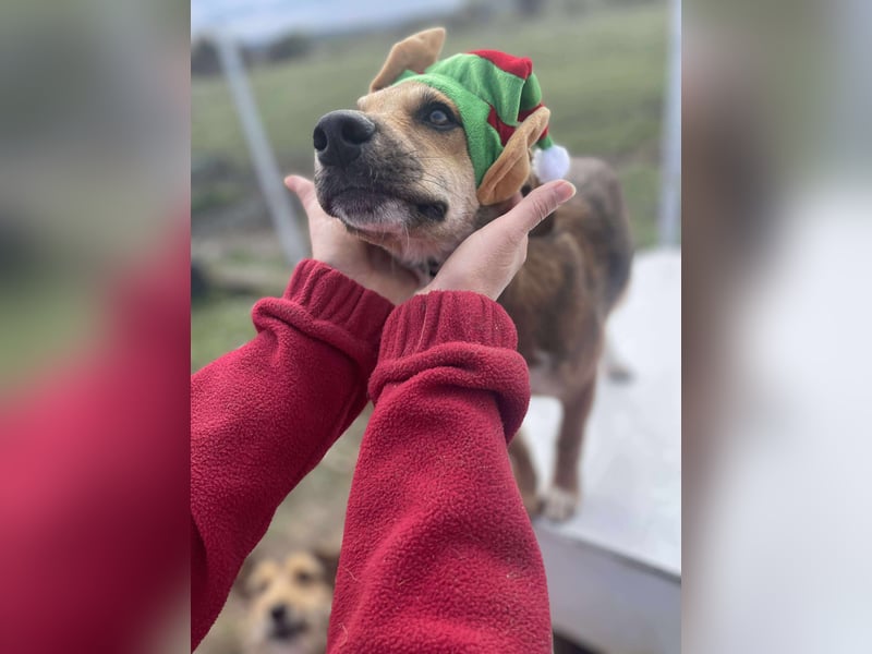 Welpenmädchen Mandy