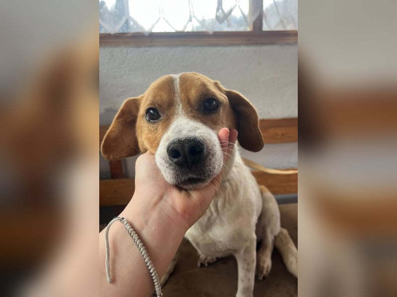 Sony ❤️ Familienhund mit großem Herzen