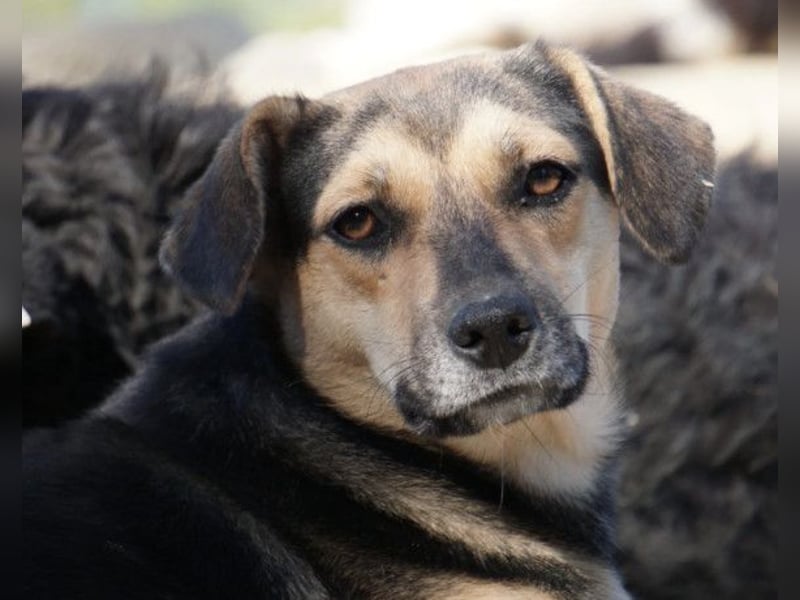 Lana ❤️ tolle umgängliche, junge Hündin