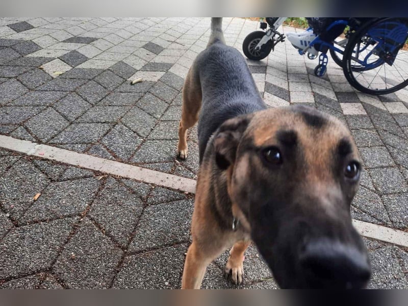 Liebe ♥Izzy♥ treue Junghündin sucht ihren Familienanschluss
