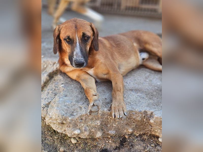 Sanfter ♥Amigo♥ erwartet dich bereits in 74749 Rosenberg