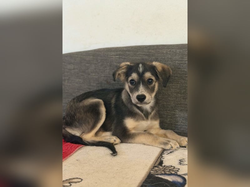 Mišo ❤️ kleiner verspielter Welpenbub sucht Liebe!