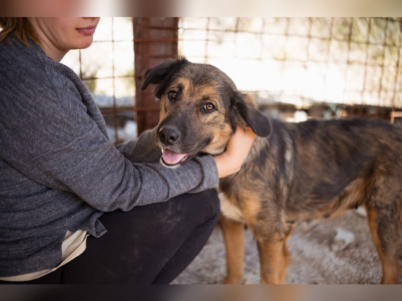 Jacky ❤️ junge Traumhündin sucht Zuhause