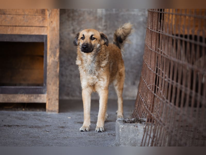 Ben ❤️ schmusiger, schüchterner Hundebub