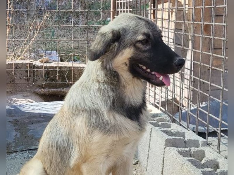 Suki ❤️ Süßes + liebes Hundemädchen!