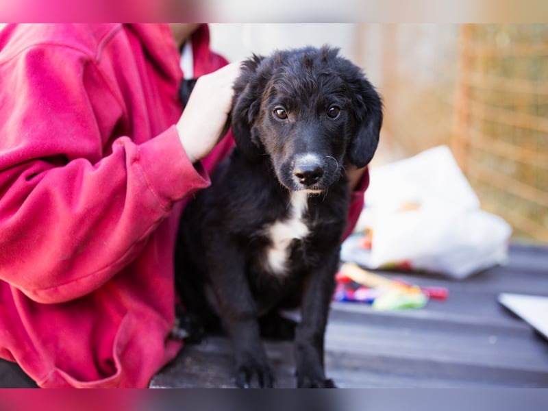 Rudi ❤️ verspielter, lieber Welpenbub! Rudi ❤️ verspielter, lieber Welpenbub!
