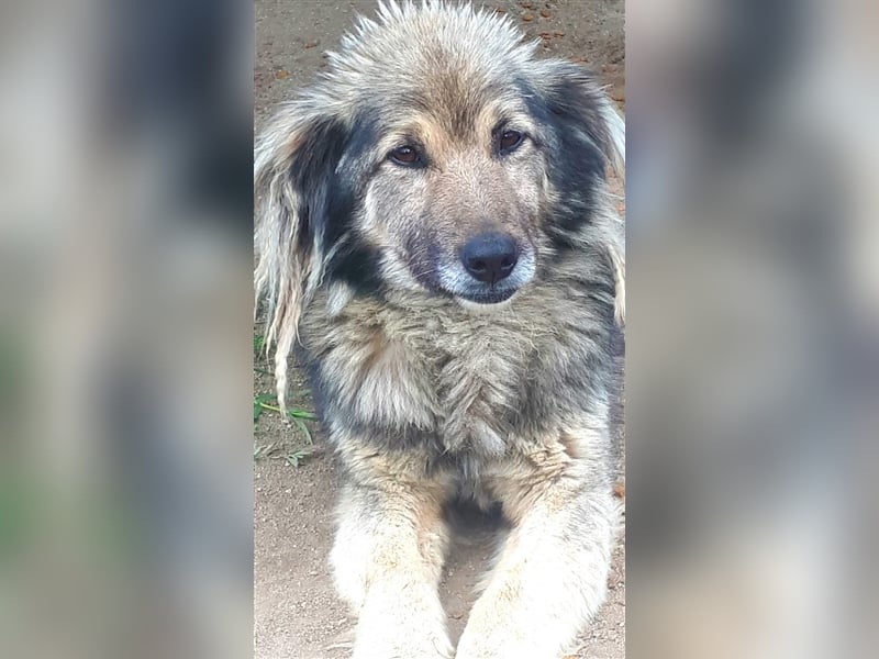 Bash - kleiner, fröhlicher Kerl sucht seine Familie! 