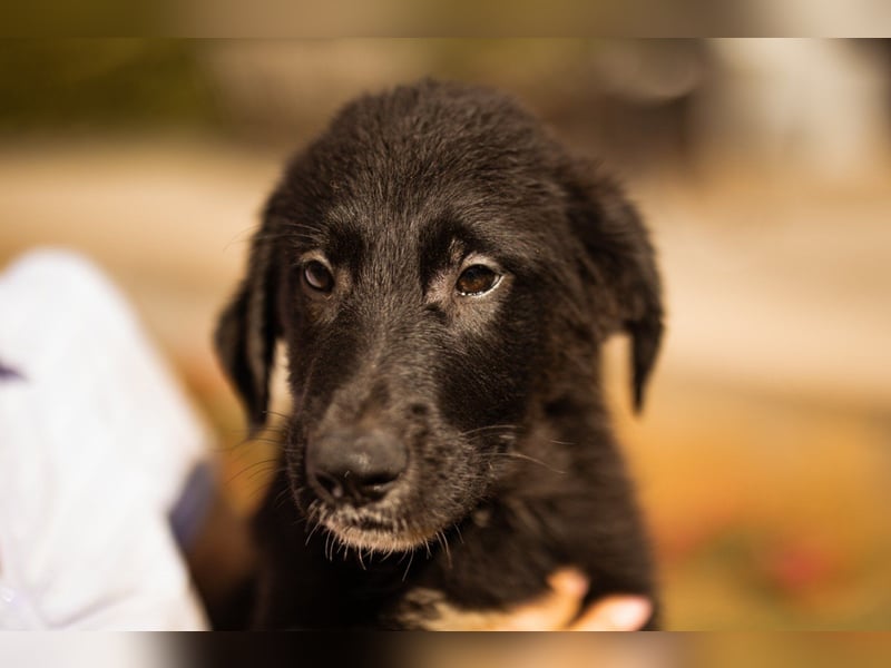 Junger Cosmo - charmanter Schäfi-Mix-Bub