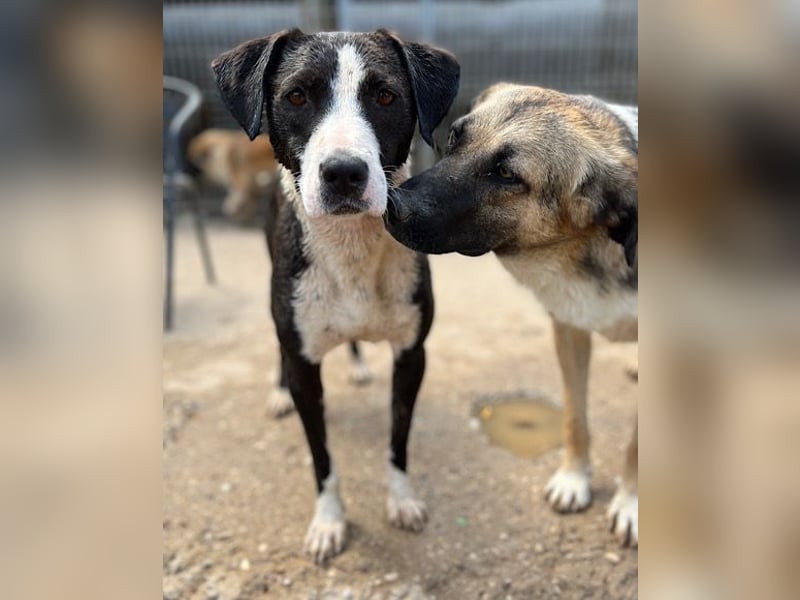 KORA❤️sanfte Seele sucht sehnsüchtig ein liebevolles Zuhause & Geborgenheit