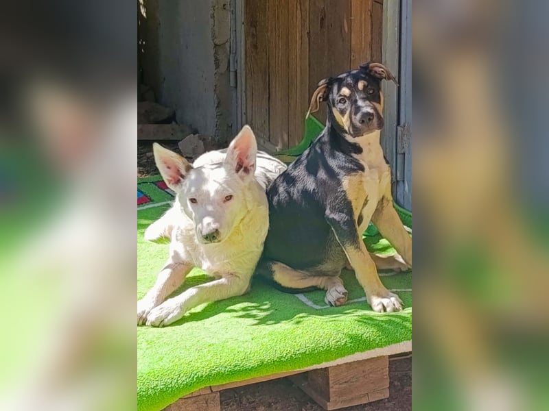 Lykka ❤️ fröhliches, verspieltes & neugieriges Hundemädchen