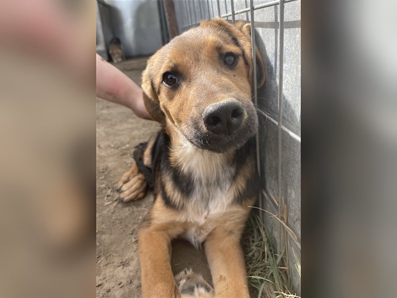 Houston, geb. ca. 07/2023, lebt in GRIECHENLAND, auf einer privaten Pflegestelle