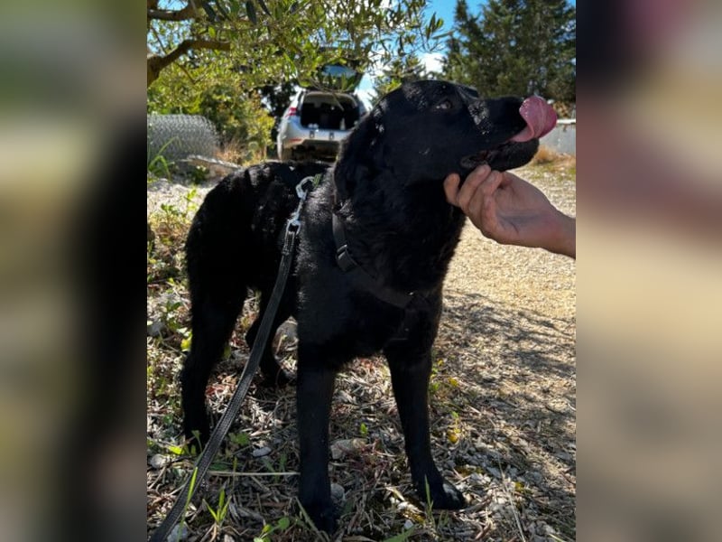 Bruce ❤️ Sanftmütig, loyal, verschmust!