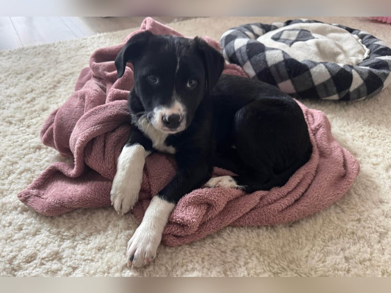 Welpe LENNI❤️kleiner Entdecker sucht sein großes Glück!