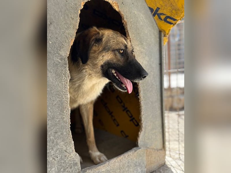 KORA❤️sanfte Seele sucht sehnsüchtig ein liebevolles Zuhause & Geborgenheit