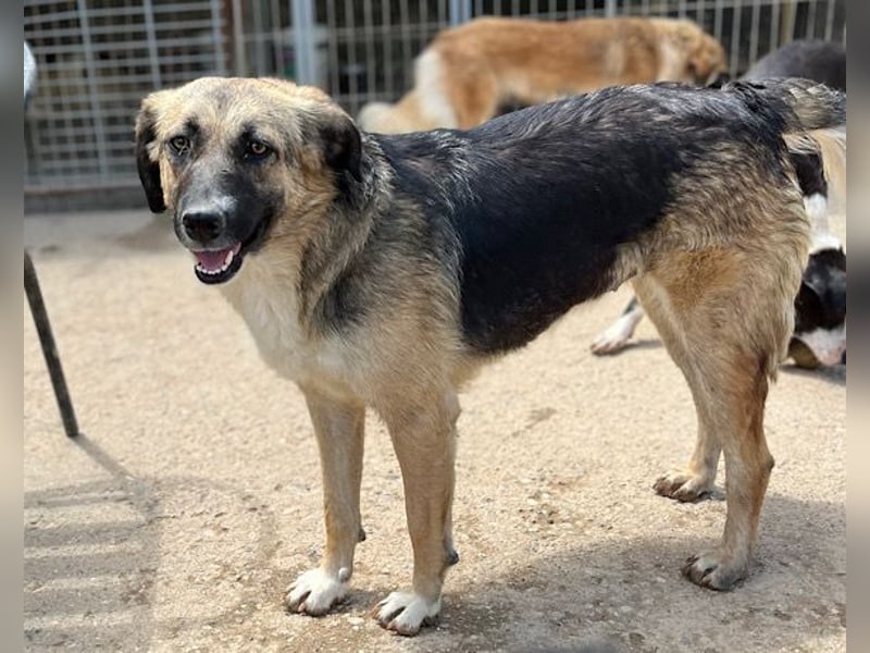 KORA❤️sanfte Seele sucht sehnsüchtig ein liebevolles Zuhause & Geborgenheit