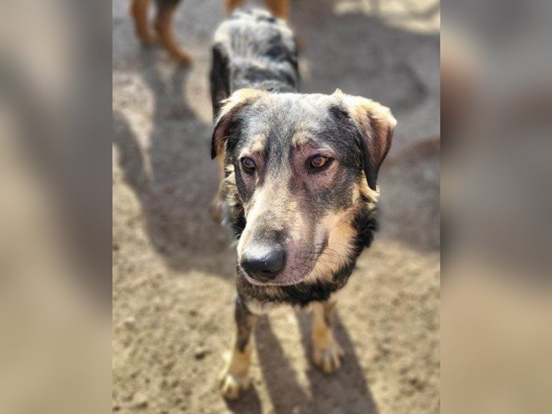 Mili-HSH-Rüde: braucht Liebe & Vertrauen