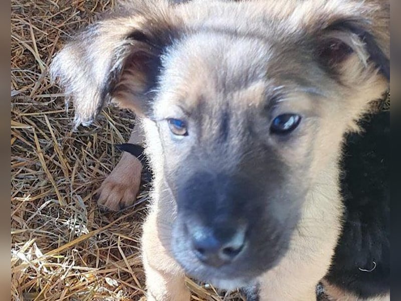 Schüchterne Crissi - braucht Liebe und Halt