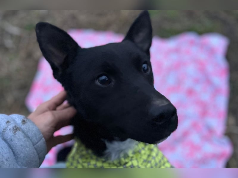 Sokol ❤️ verschmuster, verspielter Hunde-Schatz sucht sein Zuhause