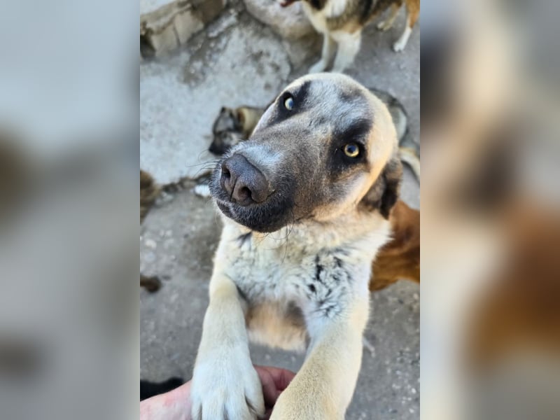 Sofia ♥️ liebe und aktive HSH-Mix-Junghündin