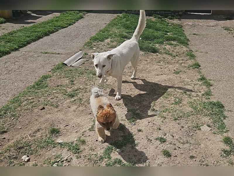 OldBoy ♥ ARON ♥ liebt Kinder, Hunde + Katzen