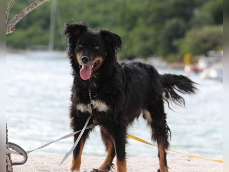 Dina ❤️ sanfte und so liebe Hündin!