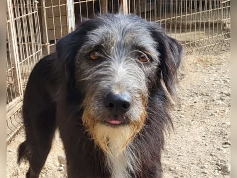 Mino ❤️ Seelenhund sucht seine Familie
