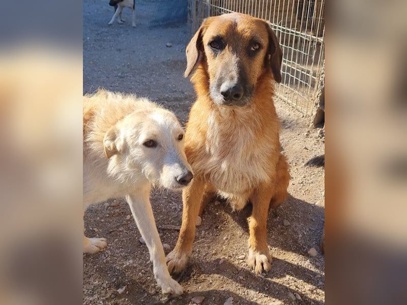 Sanfter ♥ Oscar ♥ wartet schon in 74749 Rosenberg