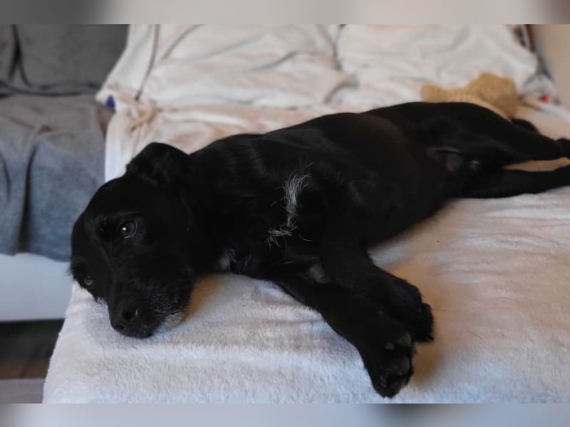 LEMMY❤️in 21075 Hamburg: ein harmonischer, treuer Begleiter sucht sein Happy End