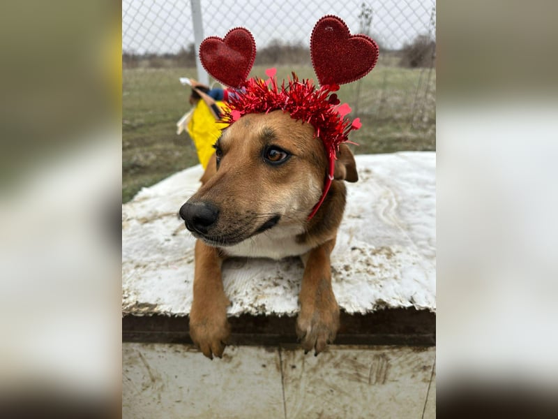 Mandy, hübsches junges Hundemädchen sucht Anschluß