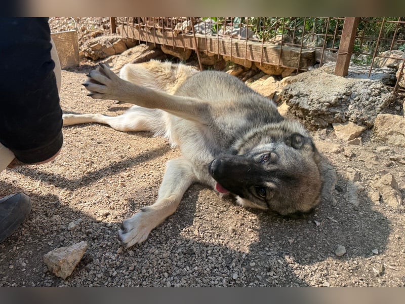 COCO❤️verspielt, sanft und voller Vertrauen: ein Herz für Groß und Klein!