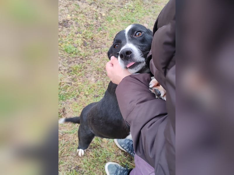 Betty ❤️ verschmuste & anhängliche Hundedame