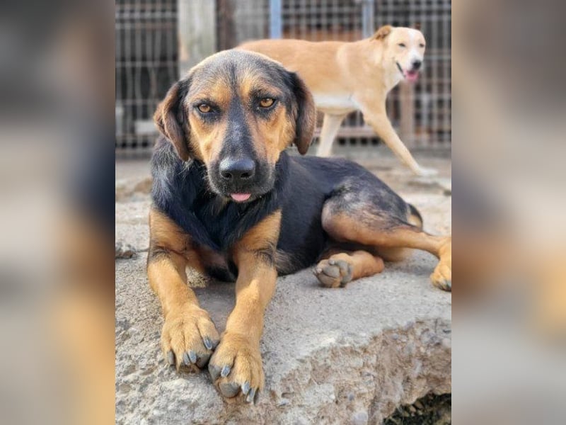 Wundervolle Aylini sucht ein Zuhause