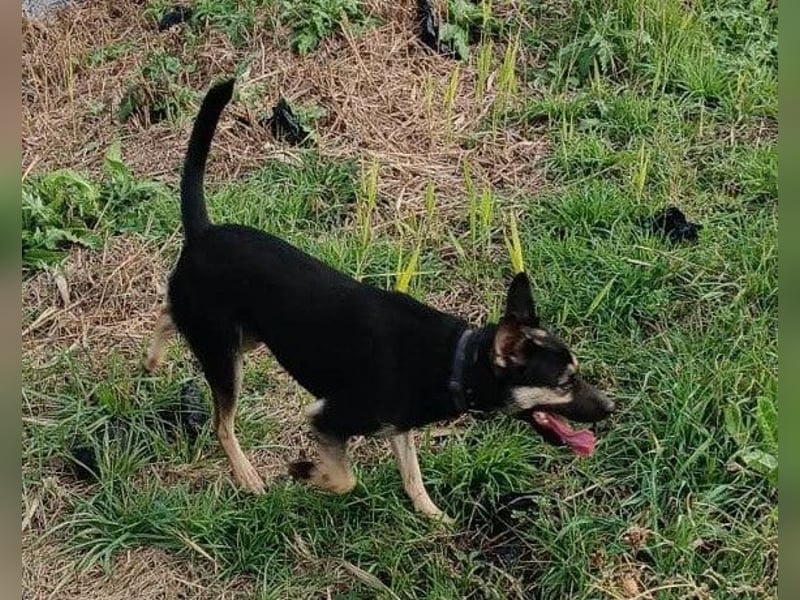 Otto ❤️ so freundlich und verträglich!