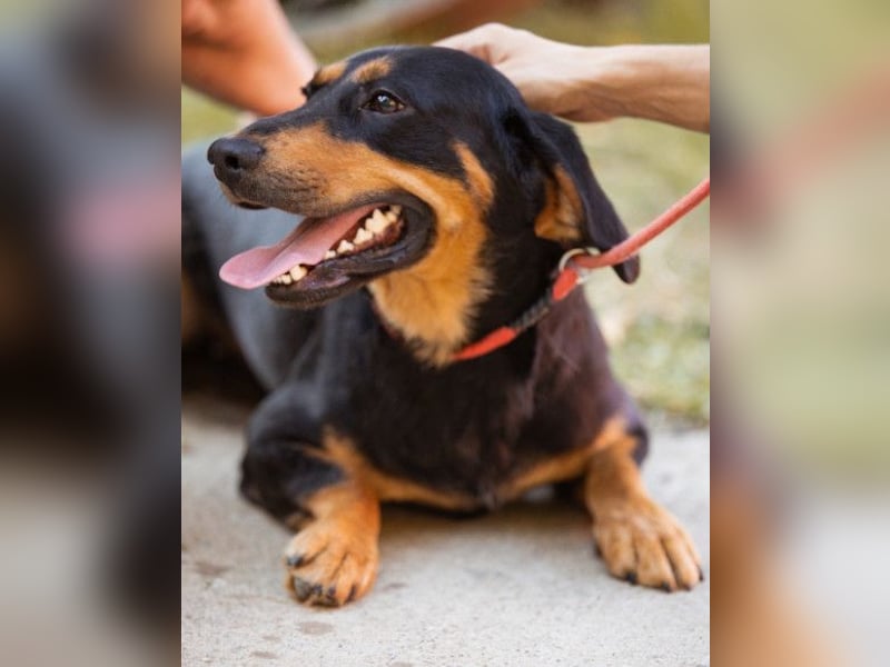 Lieber, aufgeschlossener Bliss ❤️ sucht sein neues Zuhause