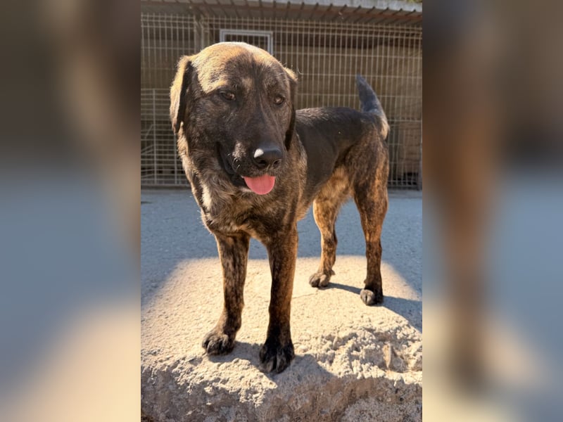 Ludwig ❤️ unser lieber, verschmuster Jungrüde!